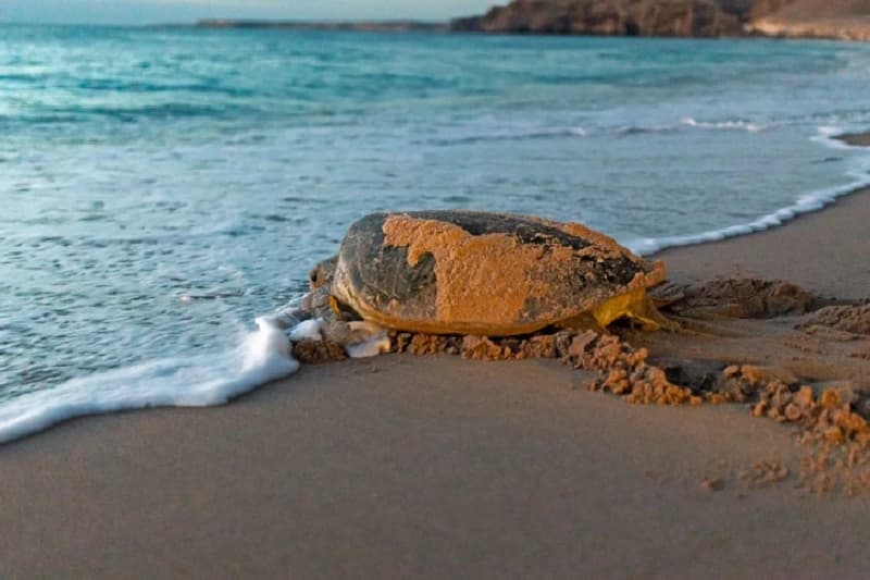 Viaggio Organizzato Oman Viaggio Organizzato Oman