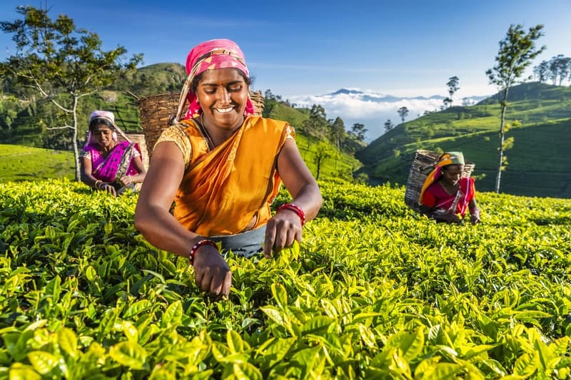 Nuwara Eliya em Sri Lanka mulher-sorridente-com-sari-laranja-colhendo-folhas-de-cha-em-plantacao-verdejante-nas-montanhas-do-sri-lanka
