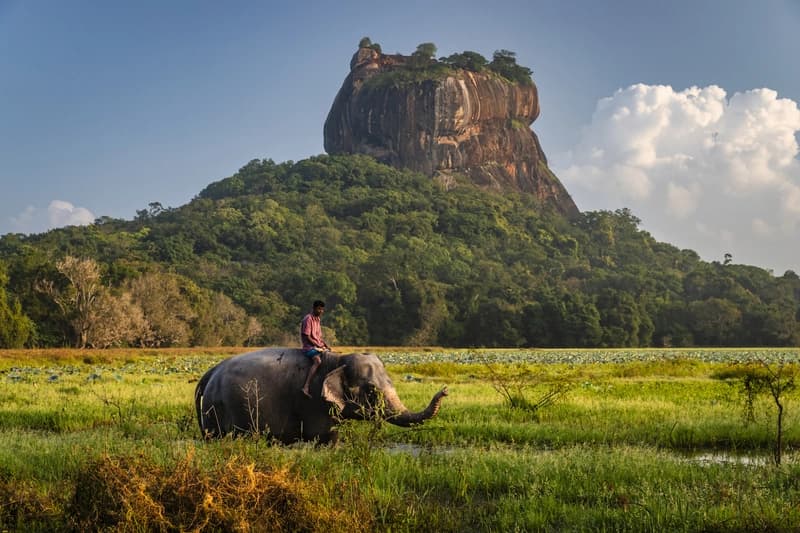 Rocha de Sigiriya, Sri Lanka homem-montado-em-elefante-em-campo-verde-com-a-rocha-de-sigiriya-ao-fundo-no-sri-lanka