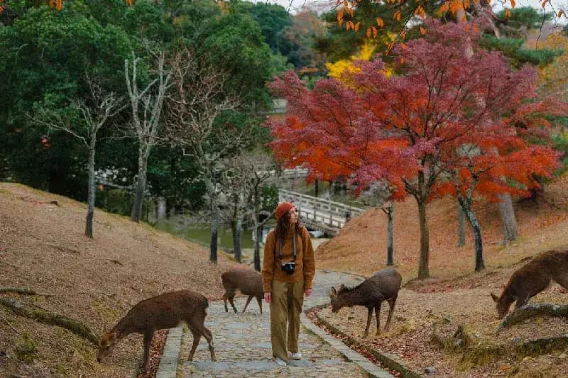 Japan Private Tour Japan Private Tour