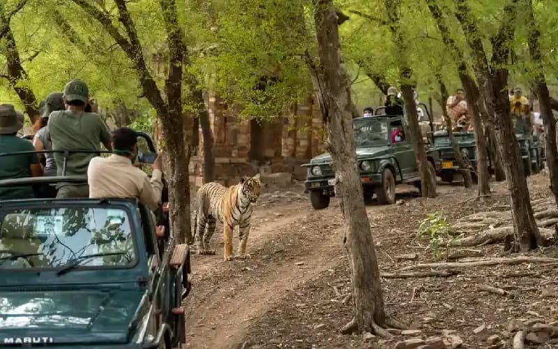 Ranthambore viaggio di gruppo india